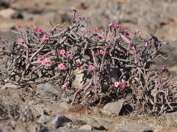 <h3><a href="/trips/oman/biota/plantae/tracheophyta/magnoliopsida/gentianales/apocynaceae/adenium obesum/adenium obesum-nl.html">Adenium&nbsp;obesum</a> / Desert‑rose / </h3>OM-1 Mark II met OLYMPUS M.150-400mm F4.5, 1/2000 sec  bij F4.5, ISO 250, afstand 17.6&nbsp;m